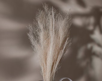 Bleached Wispy Feather Grass - Stipa Pennata