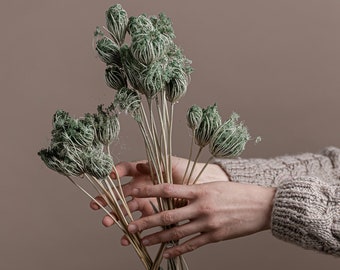 Dried Wild Fennel Heads - Green