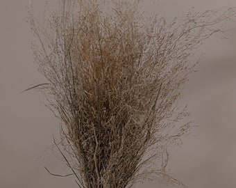 Plumes naturelles Taupe Brown Wispy - Stipa pennata