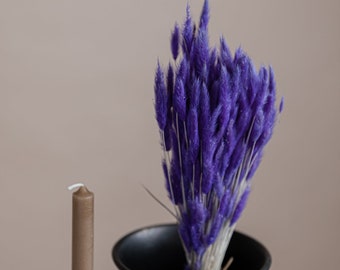 Midnight Purple Dried Lagurus - Bunny Tails / Wholesale Dried Flowers