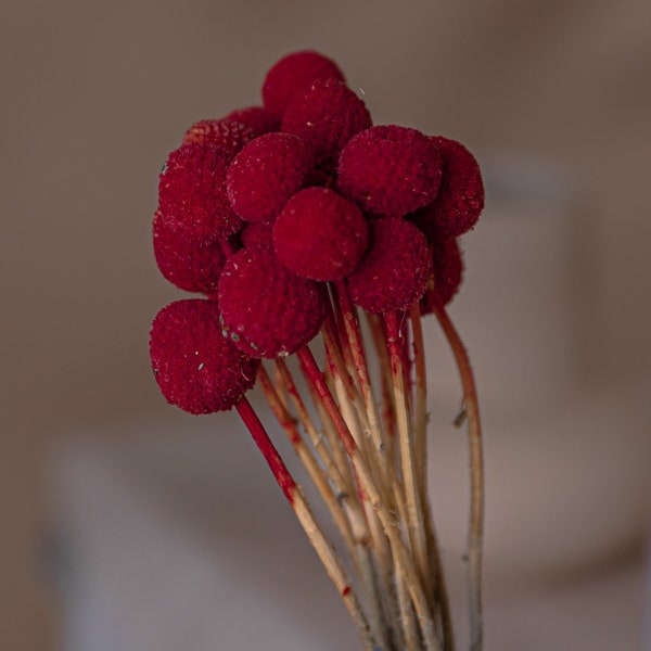 Hot Pink Dried Craspedia - Billy Balls (10 Stems) / Dried Flowers Bulk / Wholesale Dried Flowers