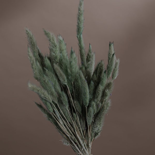 Pastel Geen Dried Lagurus - Green Dill Color Bunny Tails / Wholesale Dried Flowers