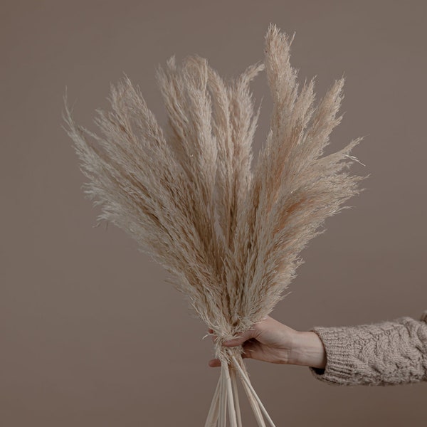 Boho Cream Pampas Grass - Fleurs séchées en gros / Boho Home Decor