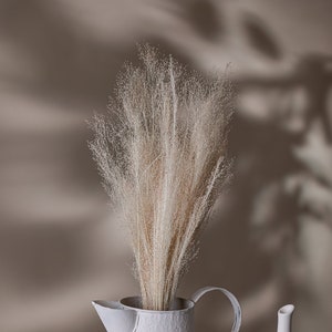 Bleached Wispy Feather Grass - Stipa Pennata