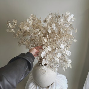Dried Lunaria - Honesty Flowers White/Cream All Natural