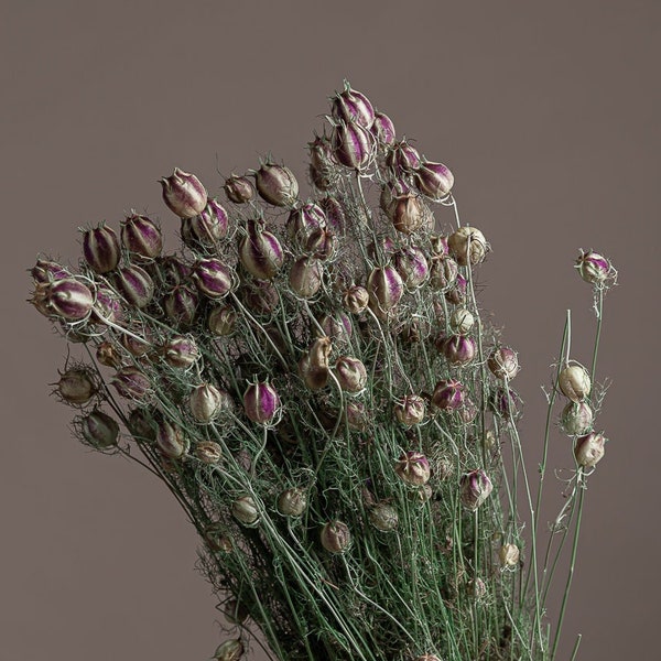 Gousses de Nigella séchées naturelles - bouquet de 35-40 grammes