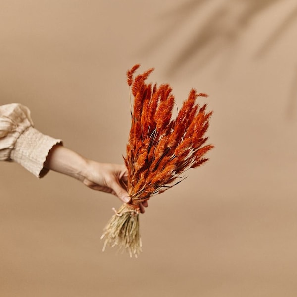 Lagurus seco de naranja quemado - Terracota Color Conejo Colas / Al por mayor Flores secas