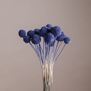 6 Craspedia Stems, Dried Flowers, Craspedia Dried Stems, Ideal for Dried  Flower Arranging, Letterbox Flowers, Purple Accent 
