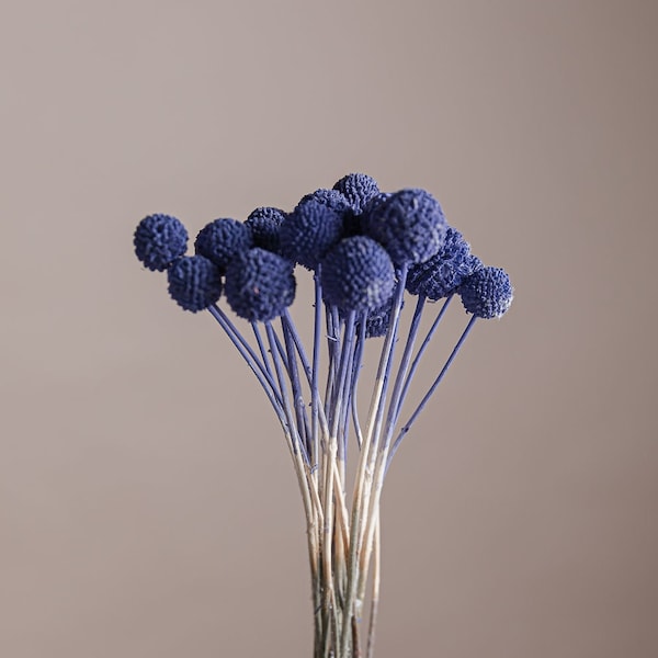 Dried Craspedia Purple Very Peri - Billy Balls (10 Stems) / Dried Flowers Bulk / Wholesale Dried Flowers