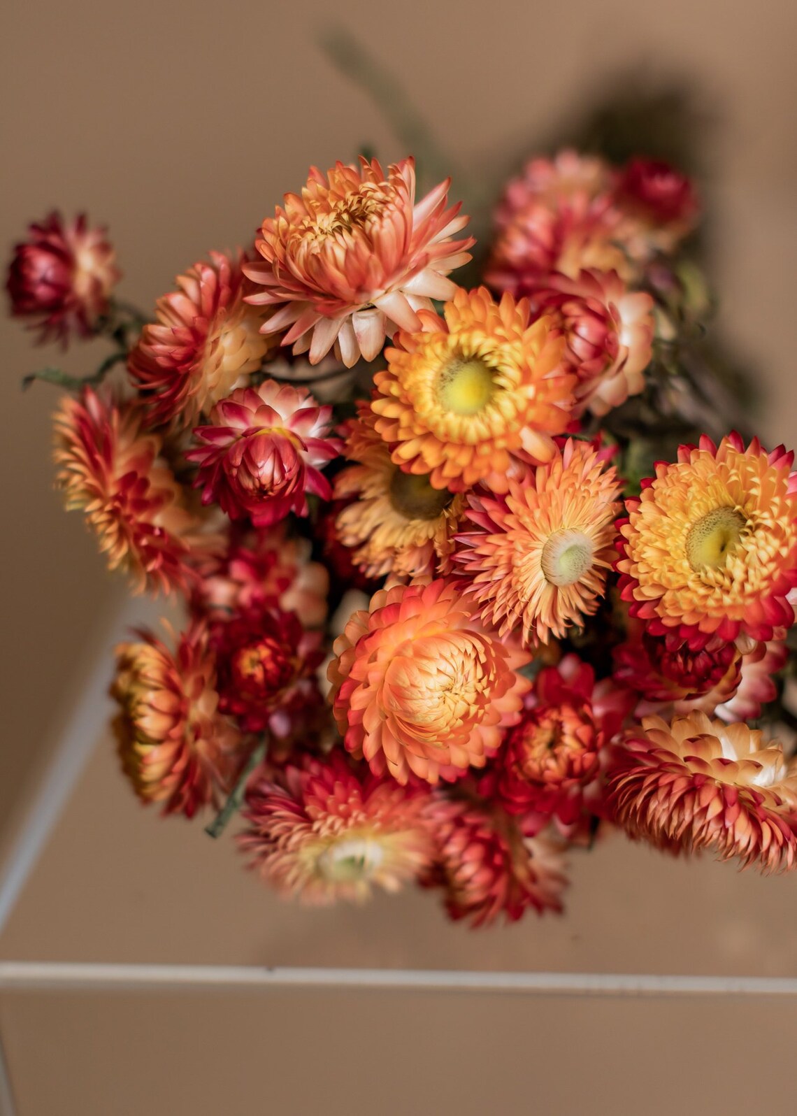 Burnt Orange Dried Helichrysum Burnt Orange Straw Flowers Etsy UK