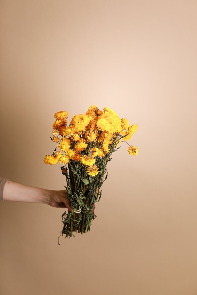 Helichrysum séché jaune Fleurs de paille jaune image 1