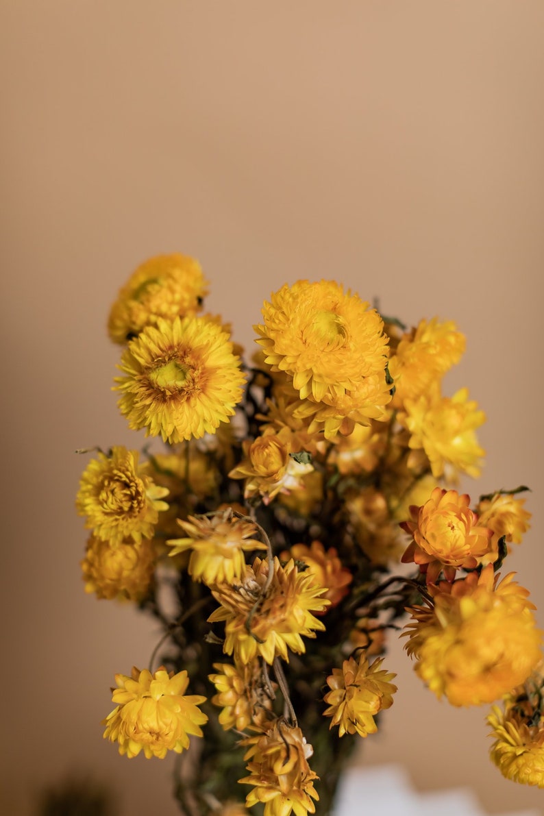 Helichrysum séché jaune Fleurs de paille jaune image 4