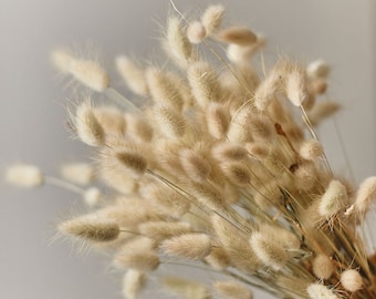 Natural Dried Lagurus - Natural Color Bunny Tails / Wholesale Dried Flowers