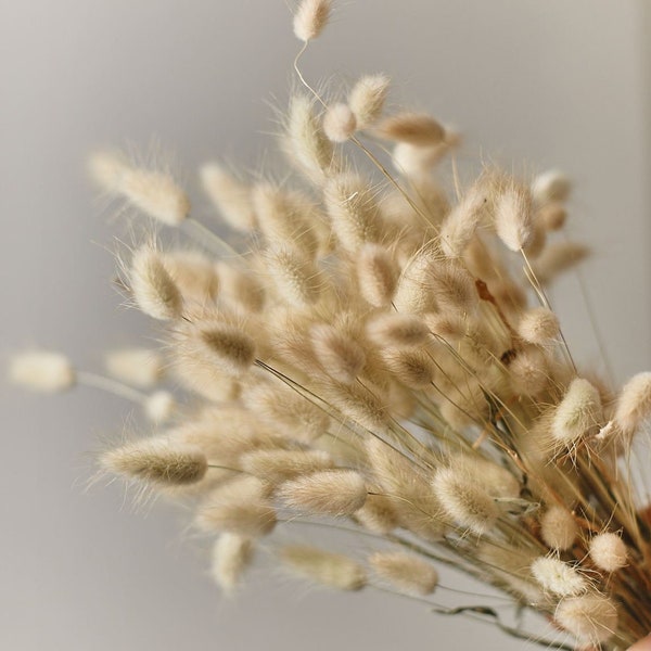 Natural Dried Lagurus - Natural Color Bunny Tails / Wholesale Dried Flowers