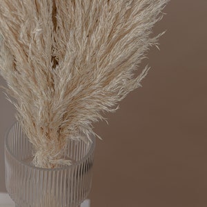 Boho Cream Pampas Grass Wholesale Dried Flowers / Boho Home Decor image 7