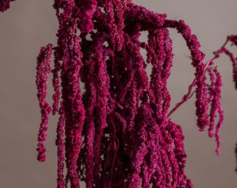 Hot Pink Trailing Amaranthus Caudatum - Pink Trailing Amaranthus Wholesale 100 Grams