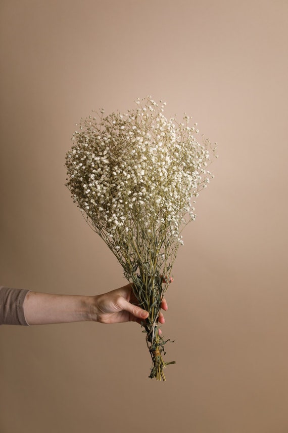 100 Pcs Dried Babys Breath Flowers Bulk Dried Flowers Natural Gypsophila  Branches for Card Making Resin Art DIY Craft Gifts Wrap Pressed Gypsophila  Mixed Color Dried Baby's Breath Flowers