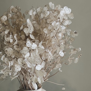Dried Lunaria Honesty Flowers White/Cream All Natural image 2