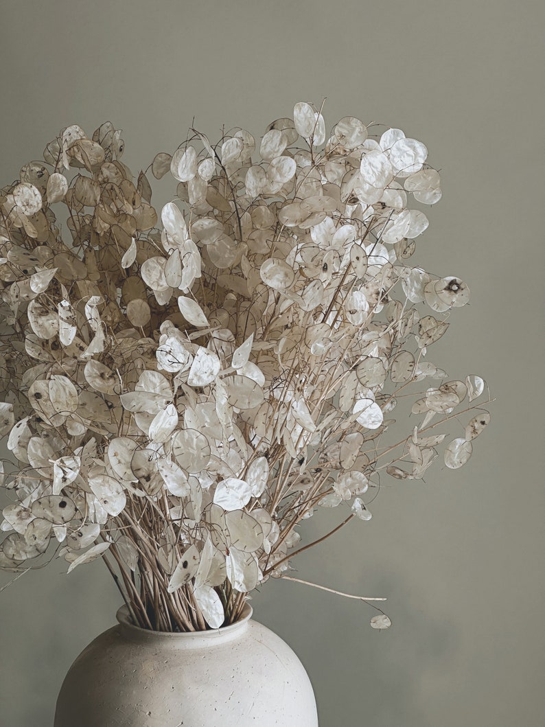 Dried Lunaria Honesty Flowers White/Cream All Natural image 2