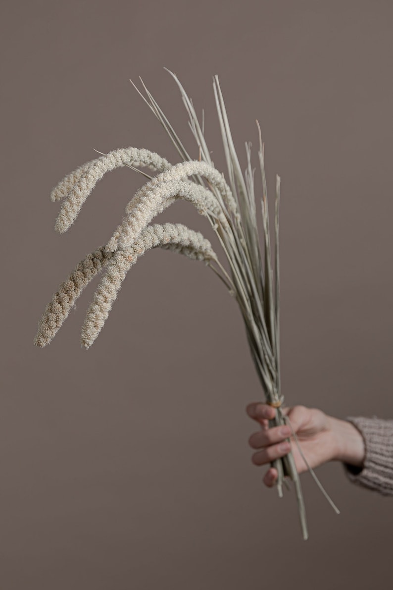 以下が含まれることがあります： 茶色の背景に、手のひらに持たれた、羽毛状の房を持つ乾燥したベージュの草の束