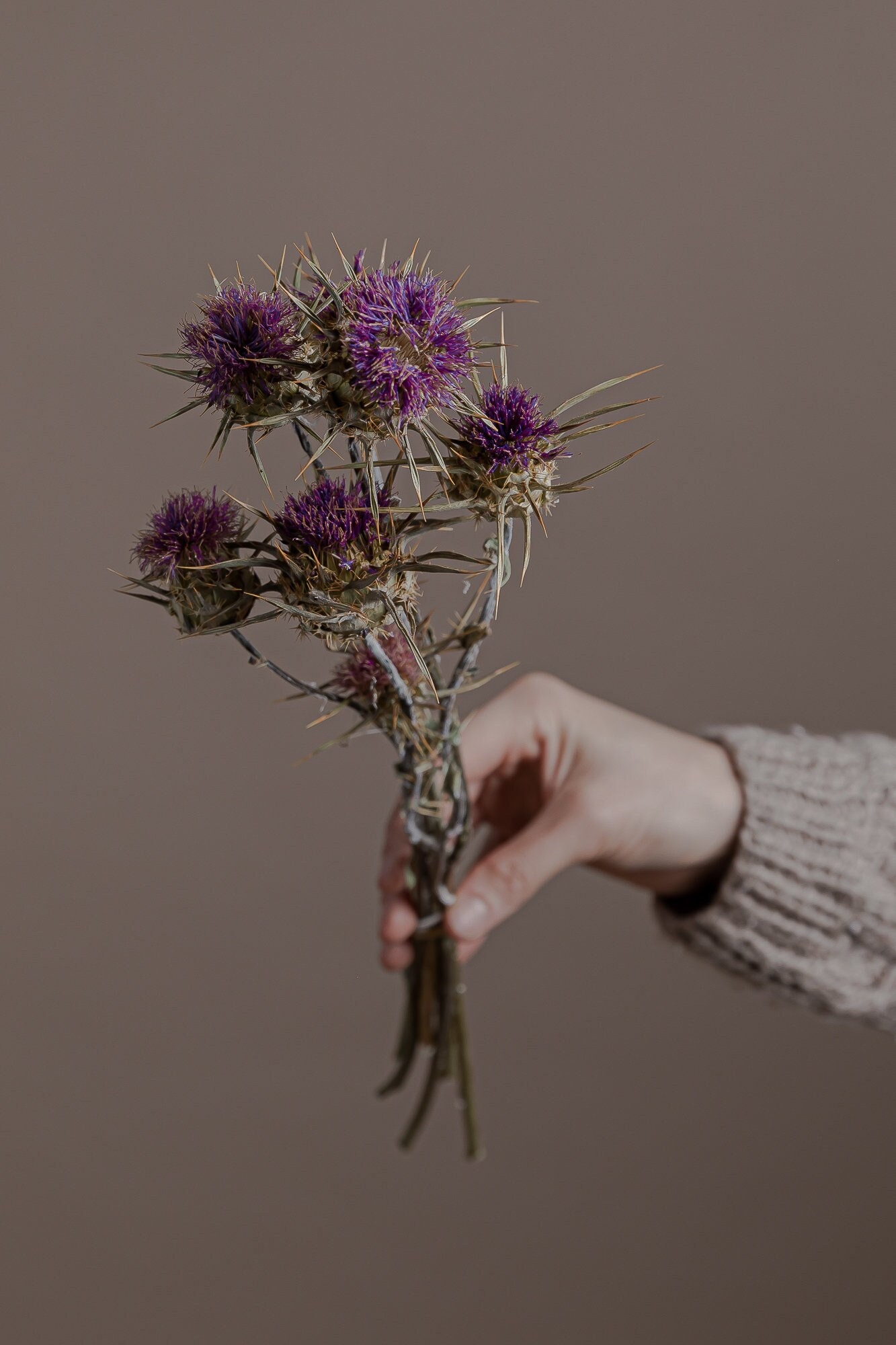 Wild Italian Thistle - Preserved Purple Artichoke Flowers
