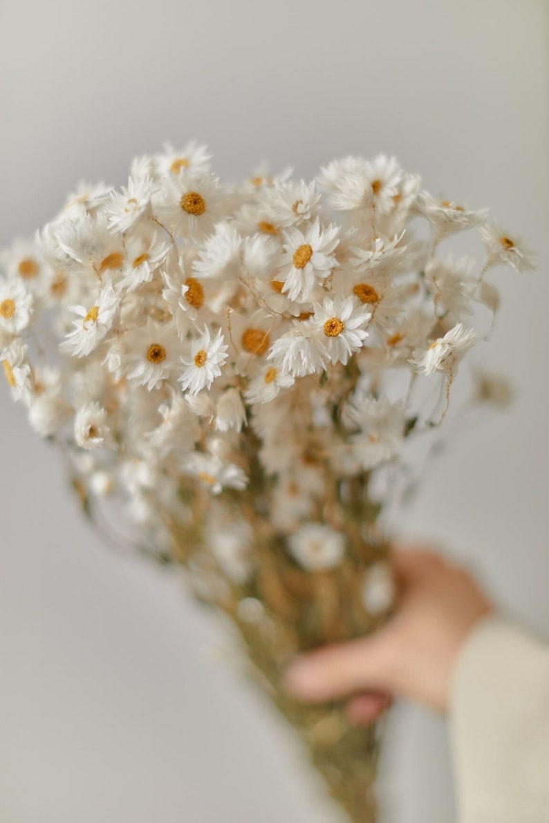 daisys