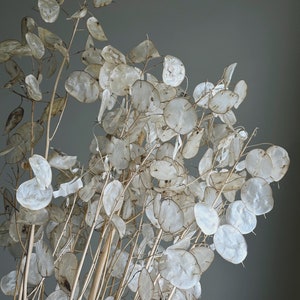 Dried Lunaria Honesty Flowers White/Cream All Natural image 3