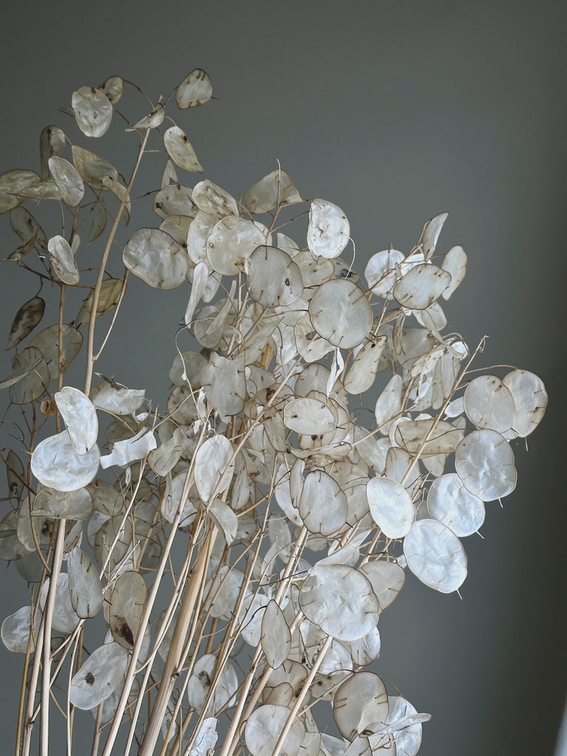 Dried Lunaria Honesty Flowers White/Cream All Natural image 3