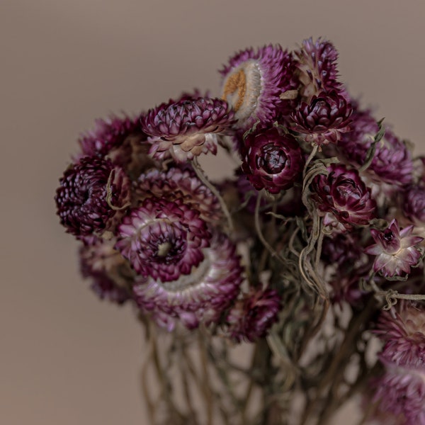 Natural Purple Dried Helichrysum - Purple Straw Flowers