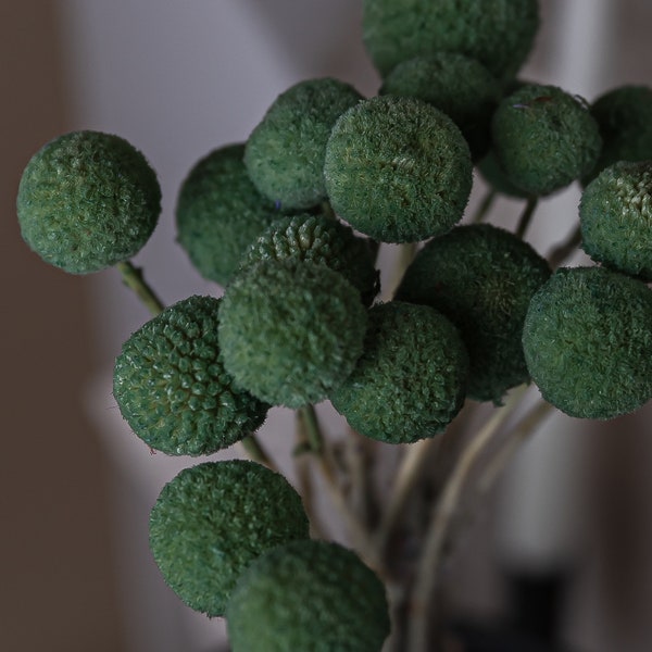 Green Dried Craspedia - Billy Balls (10 tiges) / Fleurs séchées en vrac / Fleurs séchées en gros