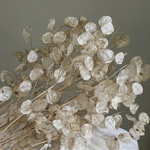 Dried Lunaria Honesty Flowers White/Cream All Natural image 7