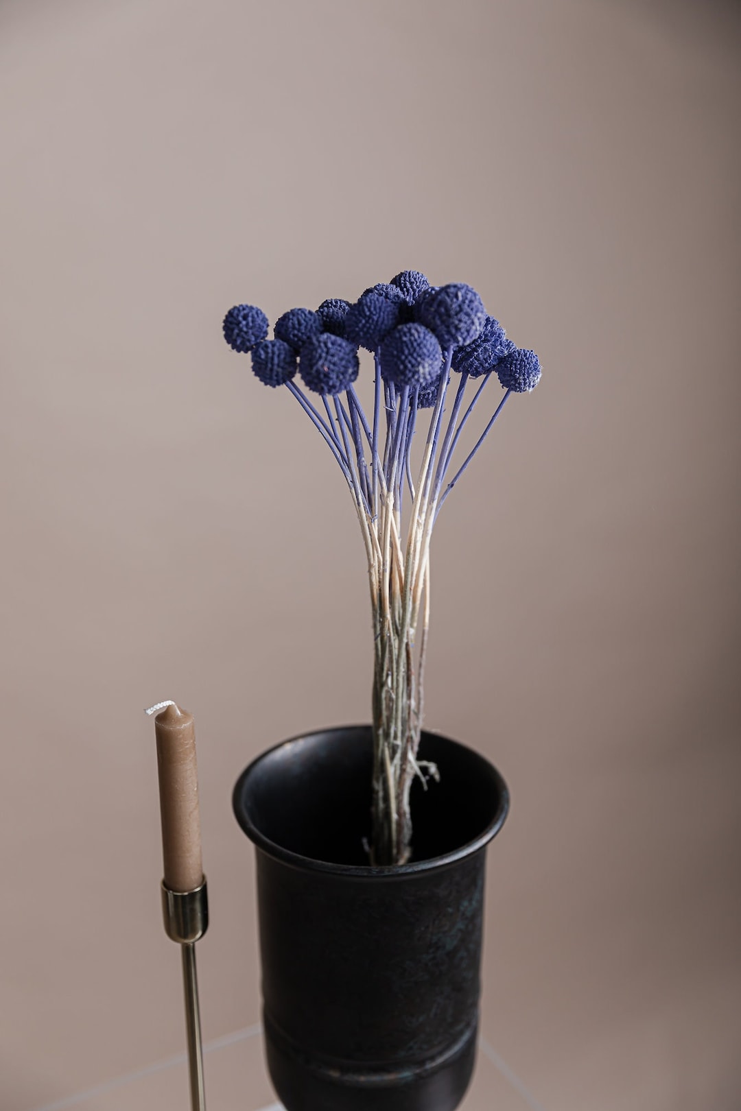 Dried Craspedia Purple Very Peri Billy Balls 10 Stems / Dried Flowers