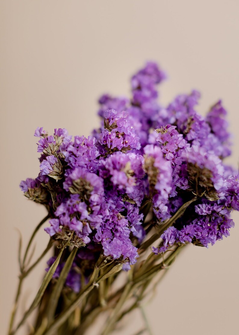 Dried Statice Sinuata Purple Etsy