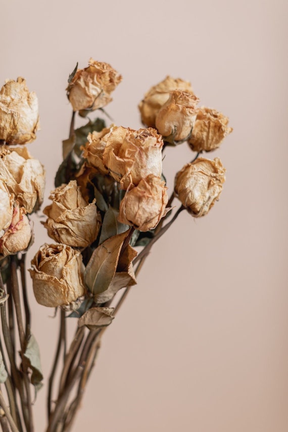 Dried Roses Natural Pastel Yellow 