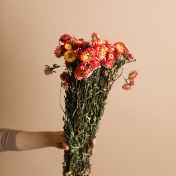 Burnt Orange Dried Helichrysum - Burnt Orange Straw Flowers