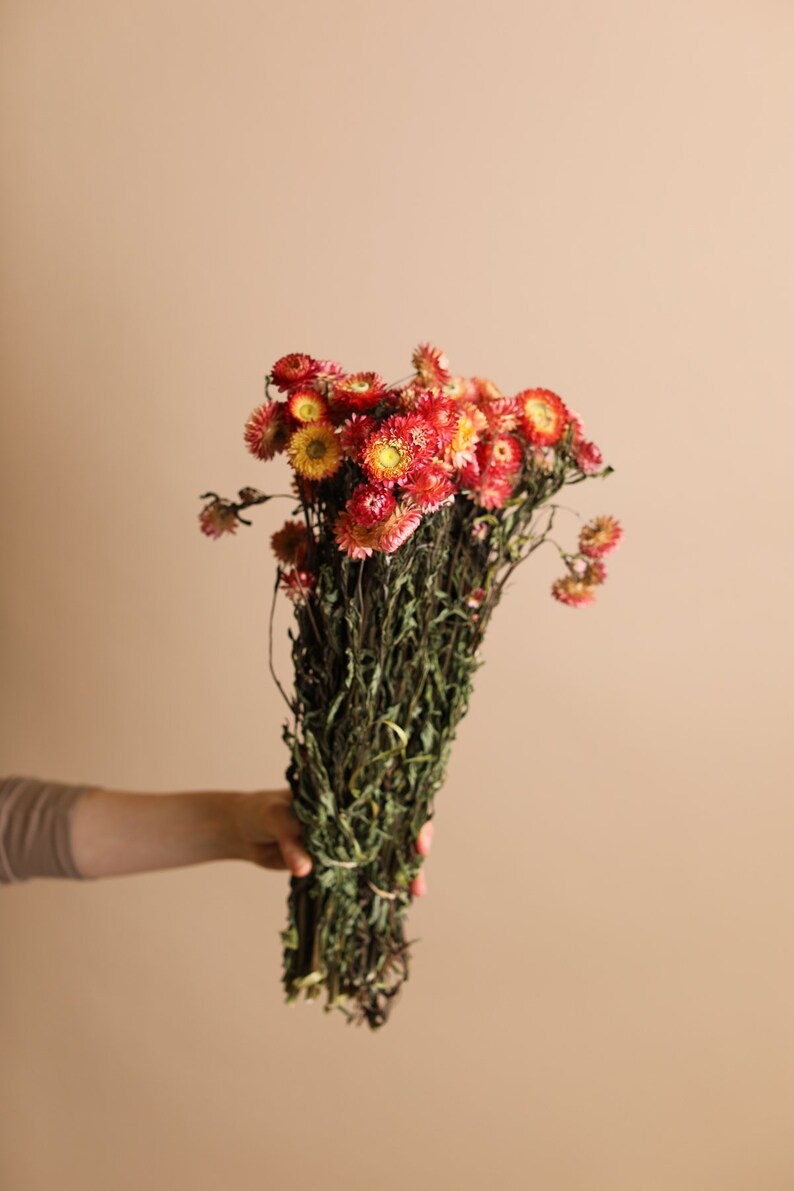 Burnt Orange Dried Helichrysum Burnt Orange Straw Flowers Etsy