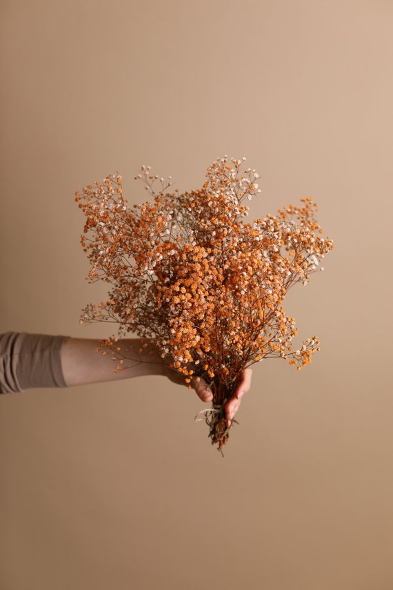 Gypsophila - Tinted Orange Bulk - Wholesale - Blooms By The Box