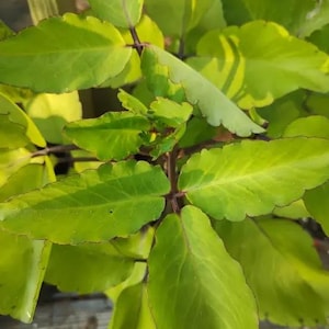 Kalanchoe Pinnata ~5ct Leaves ~Miracle Wonder Leaf ~Medicinal | Planting