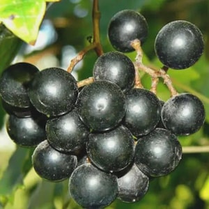 25+ Black Muscadine Grape Seeds (vitis vinifera) ~Cold Stratified ~Ready to Plant