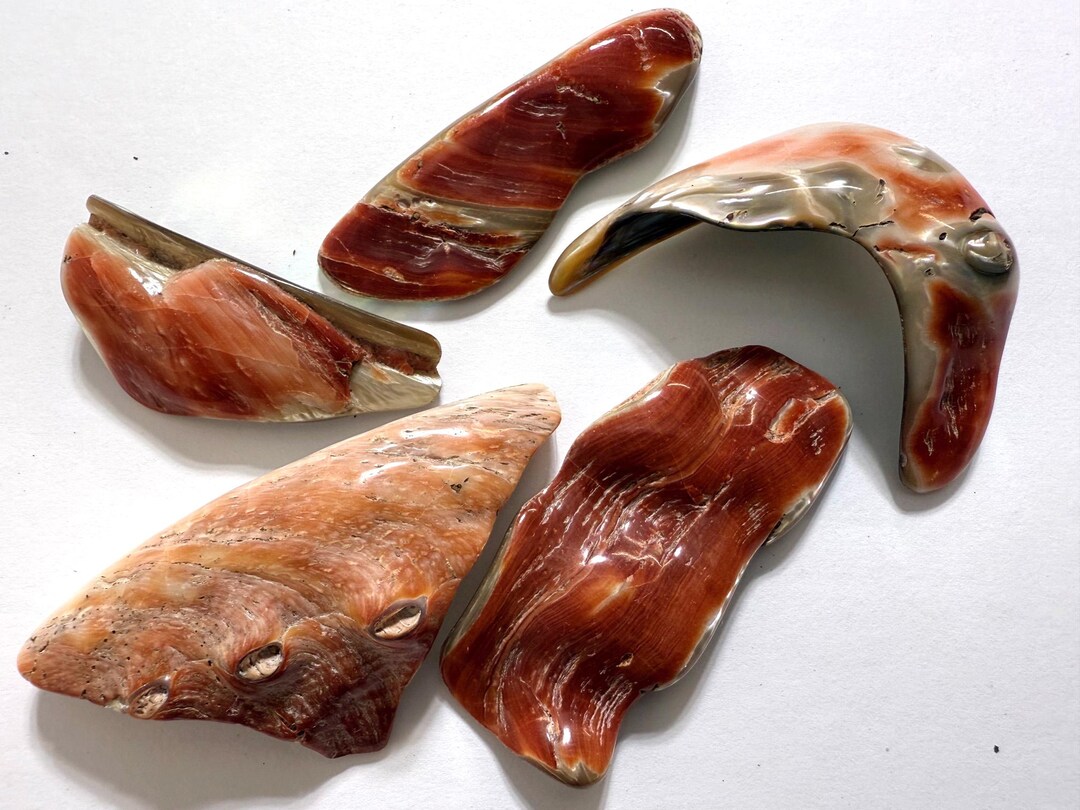 Red Abalone Shell Pattern Beautiful Polished Red Abalone Shell Fragments (5), 2-3 Inches, Jewelry ...