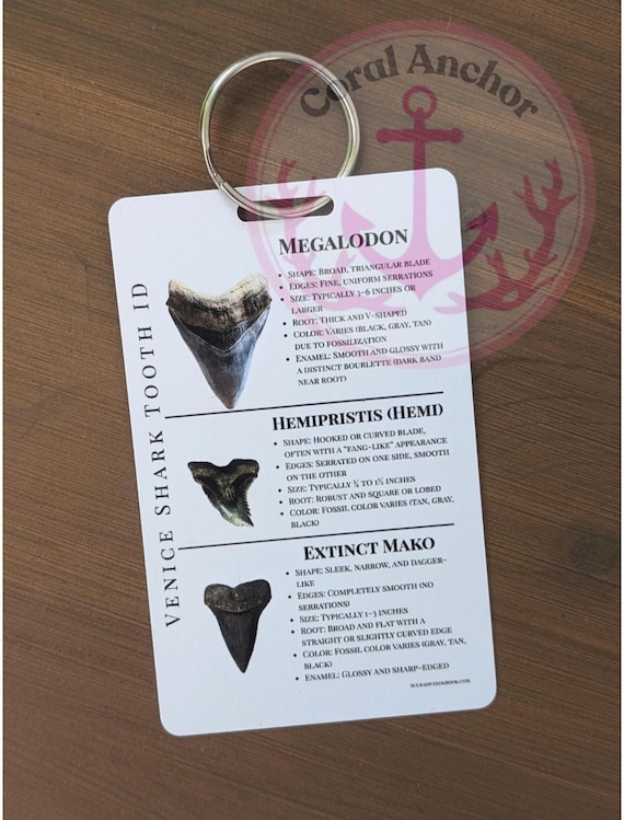 Venice, Florida Shark Tooth ID Card – Waterproof Pocket Guide