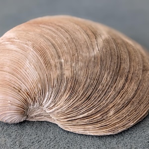 May include: A single bivalve seashell with a rounded, asymmetrical shape. The exterior surface is light tan and beige, featuring prominent, concentric growth lines that radiate from the umbo toward the curved, scalloped outer edge.