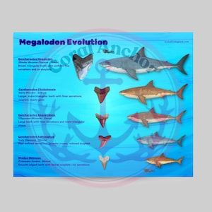 Peut inclure: Une affiche bleue intitulée "Megalodon Evolution" présente des illustrations de requins et de dents fossilisées. L'affiche comprend du texte décrivant l'évolution du requin Megalodon, avec des noms scientifiques et des périodes.