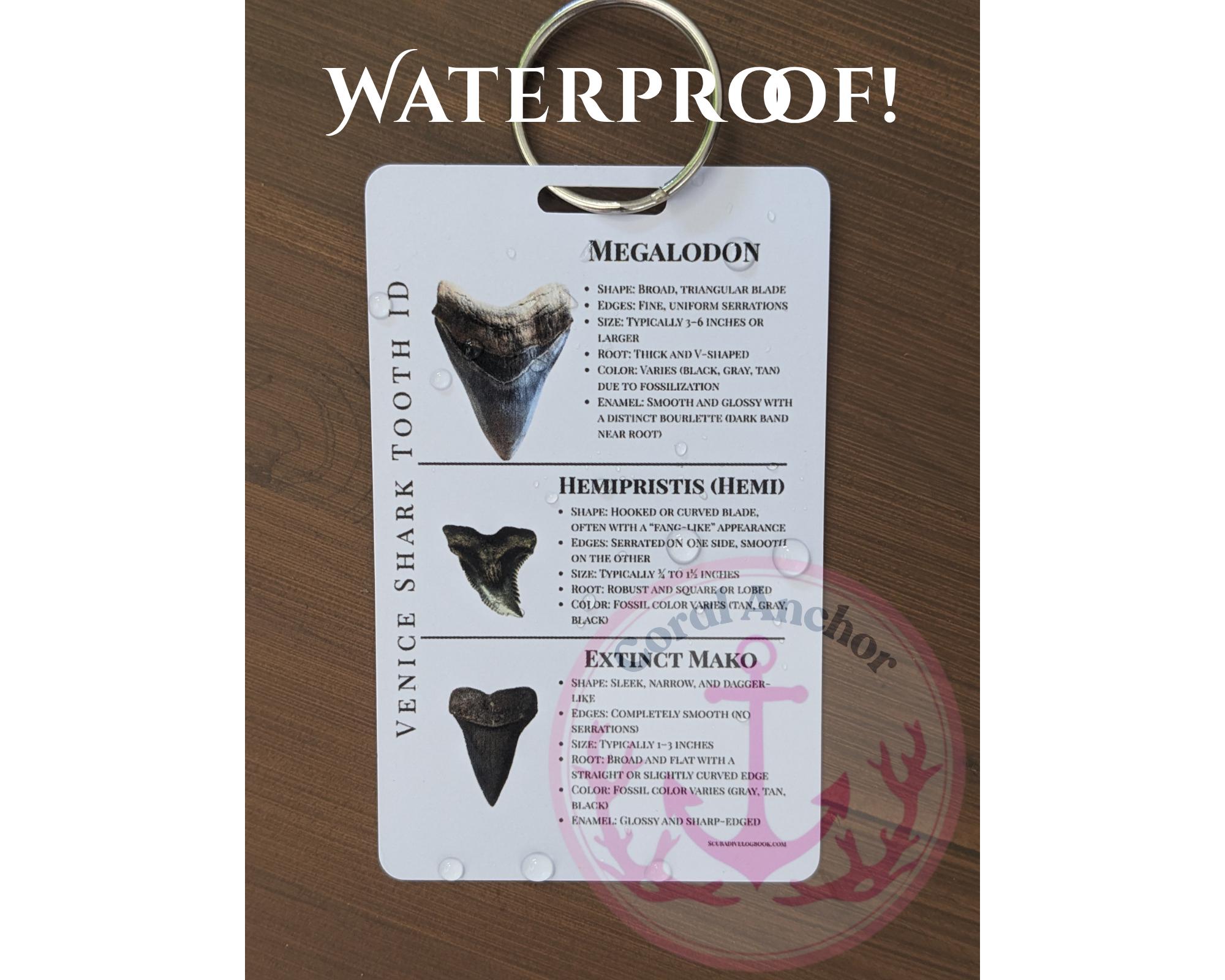 Venice, Florida Shark Tooth ID Card – Waterproof Pocket Guide