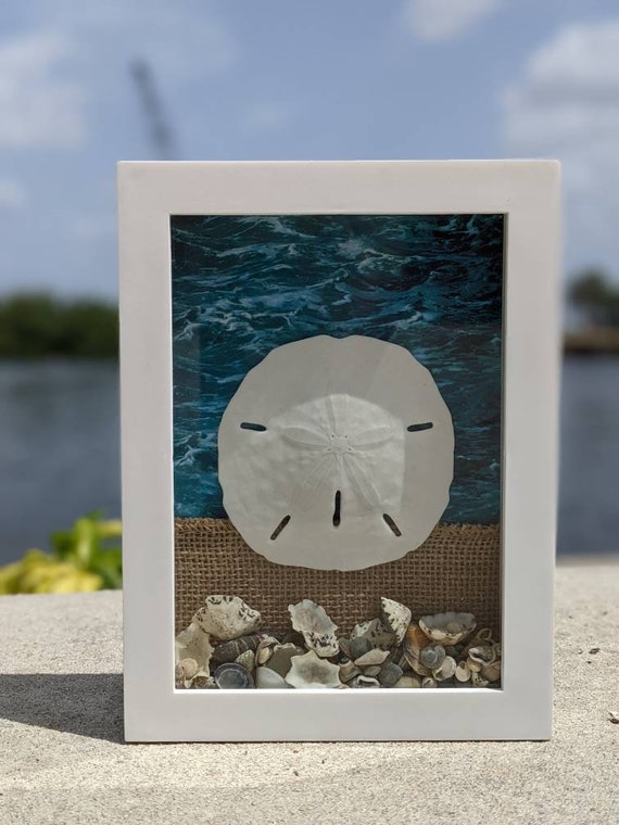 Sand Dollar Shadow Box Shells Beach Themed Ocean Etsy