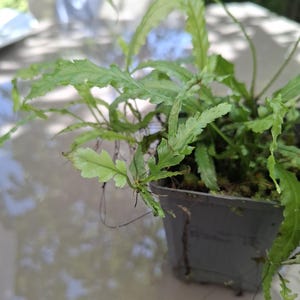 Bolbitis sp. Felce acquatica emersa. Pianta tropicale da terrario.