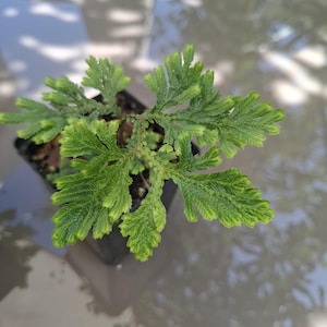Selaginella species from suriname - Tropical terrariumplant -