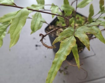 Especie rara de helecho trepador de Indonesia. Terrario.