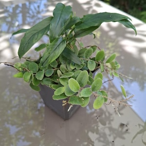 Pyrrosia nummularifolia - Pteromischum sp. Tropische Terrarienpflanze.