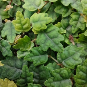 Eikenbladficus - Ficus quercifolia - roślina tropische terrarium -